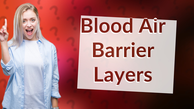 Blood Air Barrier Layers
