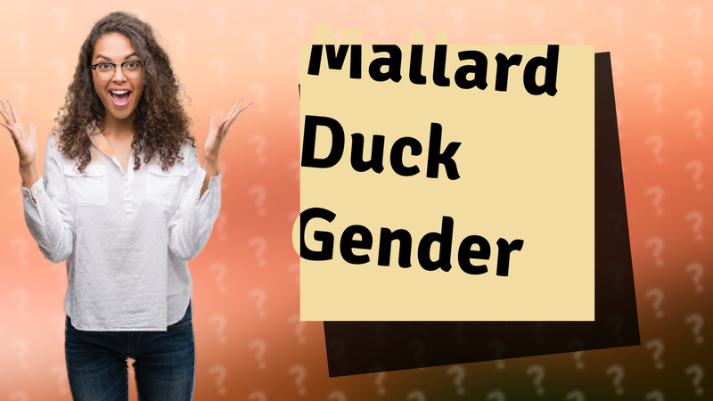 Mallard Duck Gender
