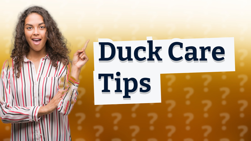 Duck Care Tips