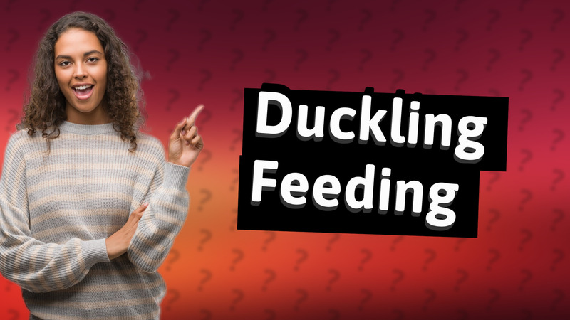 Duckling Feeding