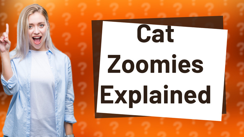 Cat Zoomies Explained