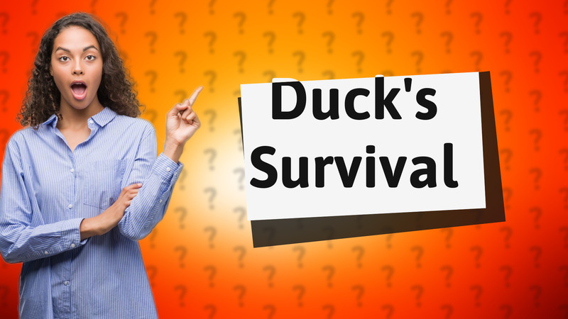Duck's Survival