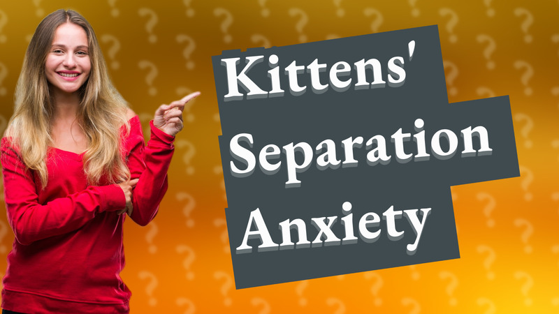 Kittens' Separation Anxiety