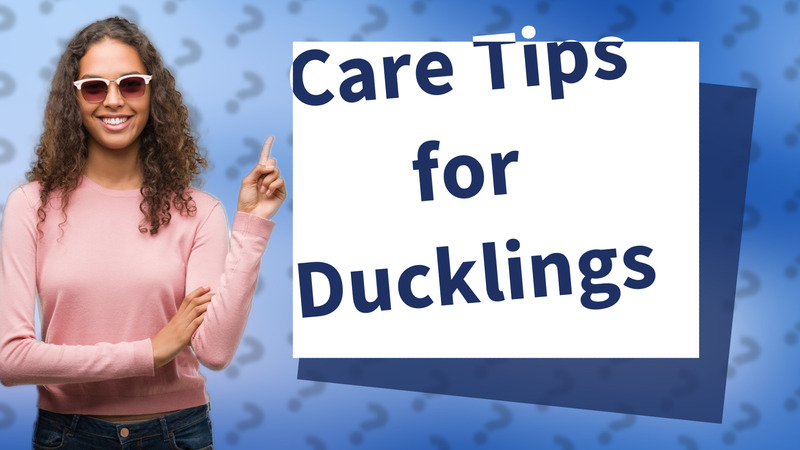 Care Tips for Ducklings