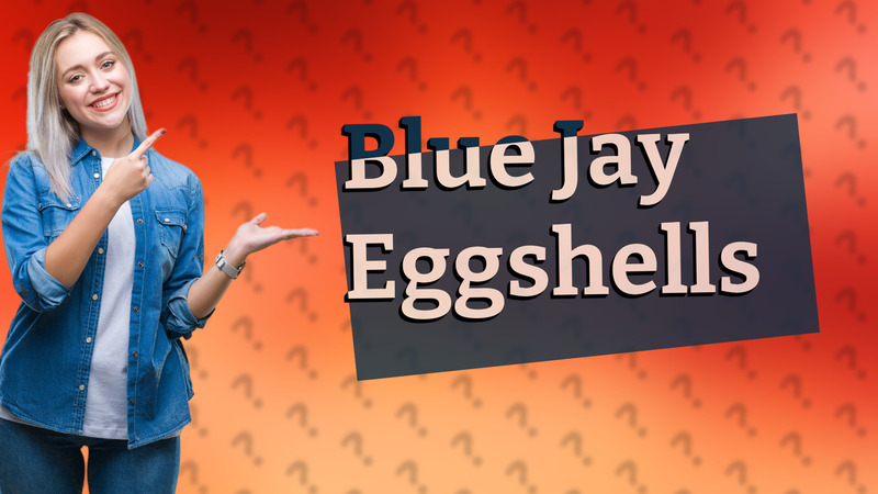 Blue Jay Eggshells