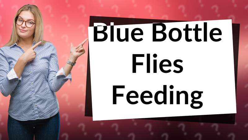 Blue Bottle Flies Feeding