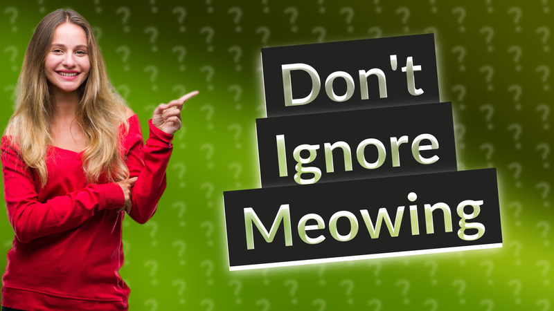 Don't Ignore Meowing