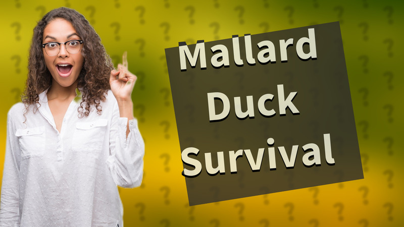 Mallard Duck Survival