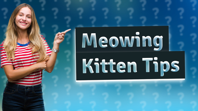 Meowing Kitten Tips