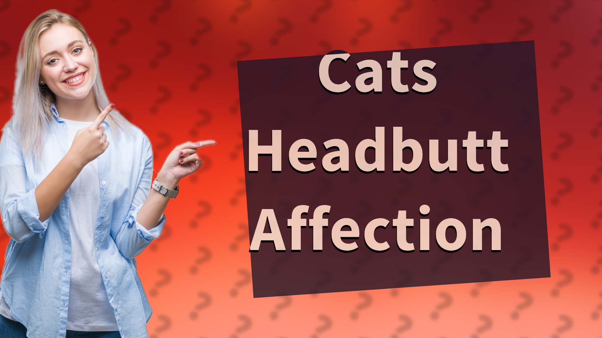 Cats Headbutt Affection