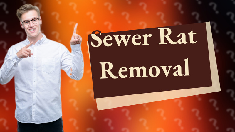 Sewer Rat Removal