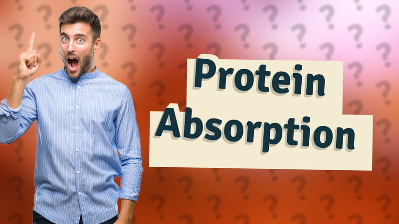 Protein Absorption