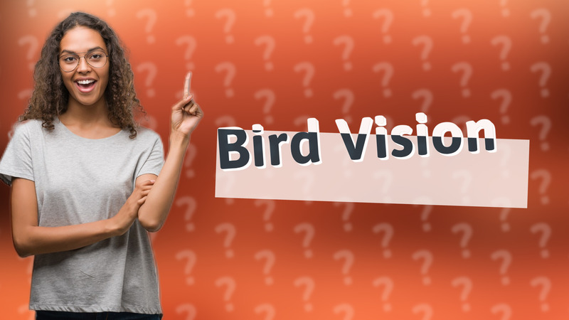 Bird Vision