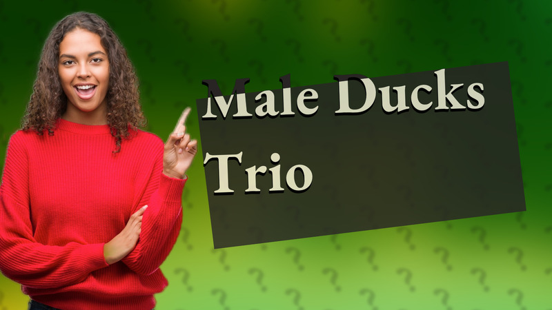 Male Ducks Trio