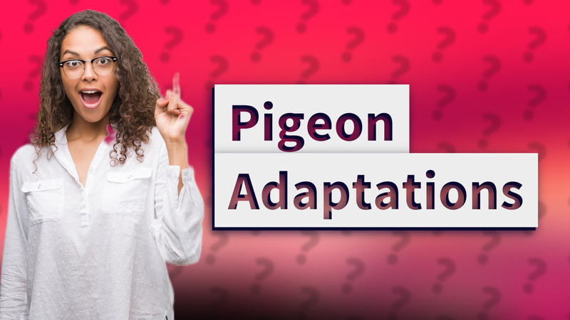 Pigeon Adaptations