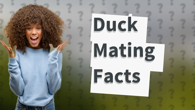 Duck Mating Facts