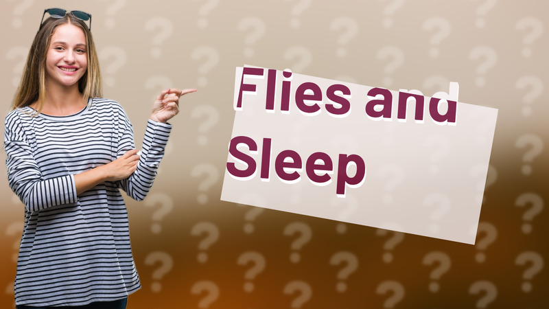 Flies and Sleep