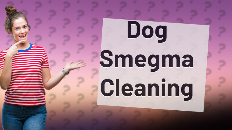 Dog Smegma Cleaning