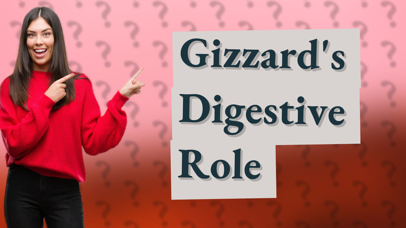 Gizzard's Digestive Role