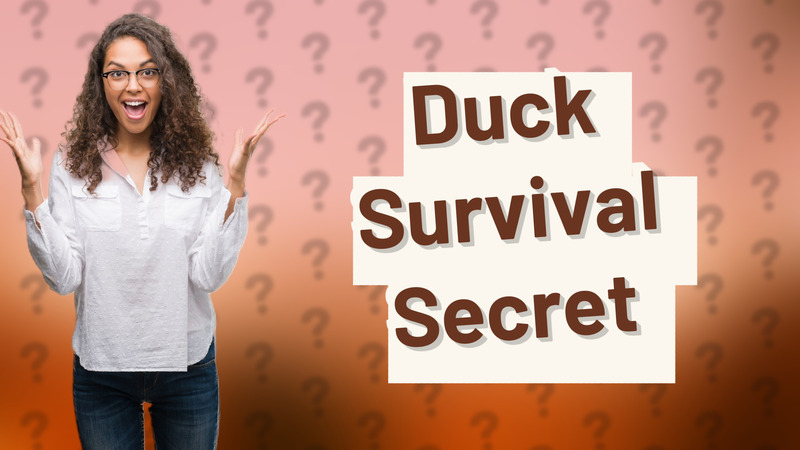 Duck Survival Secret