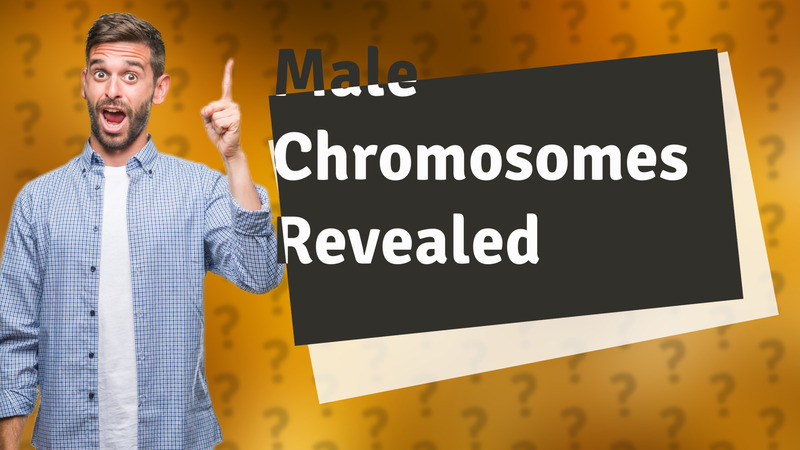 Male Chromosomes Revealed