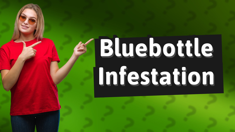 Bluebottle Infestation