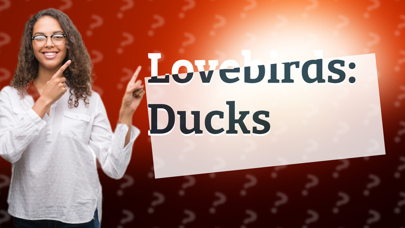 Lovebirds: Ducks