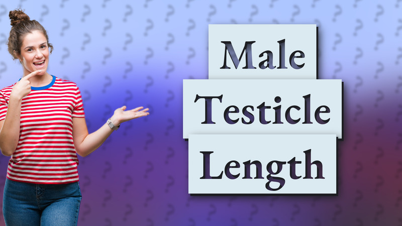 Male Testicle Length