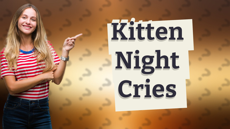 Kitten Night Cries