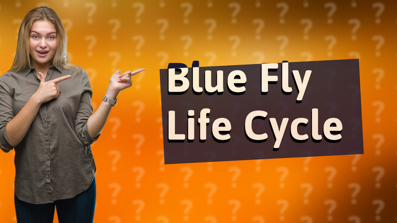 Blue Fly Life Cycle