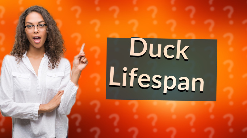 Duck Lifespan