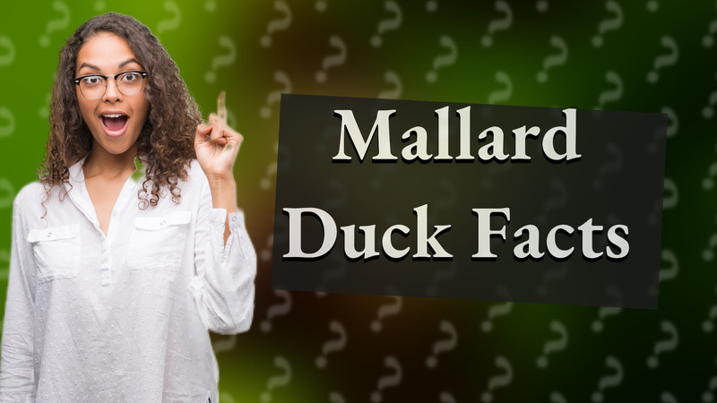 Mallard Duck Facts