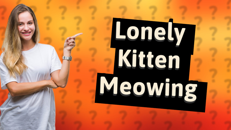 Lonely Kitten Meowing