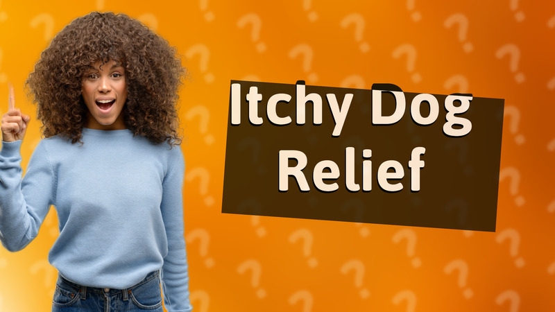 Itchy Dog Relief