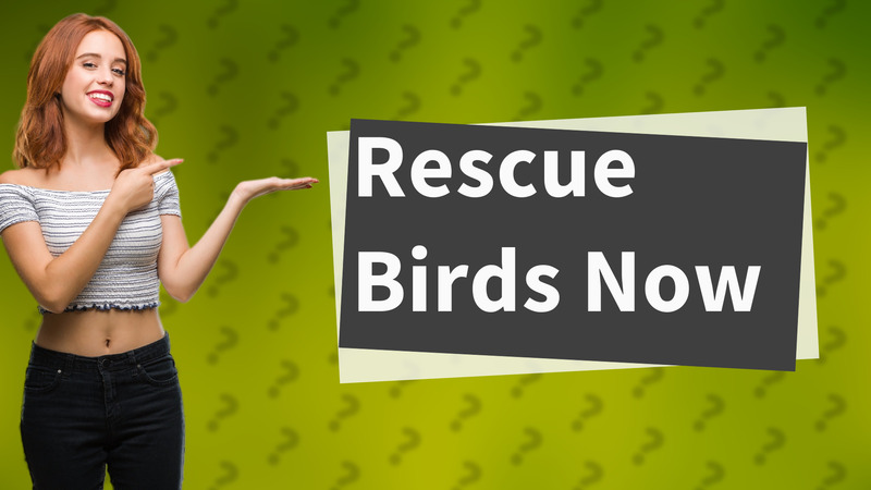 Rescue Birds Now