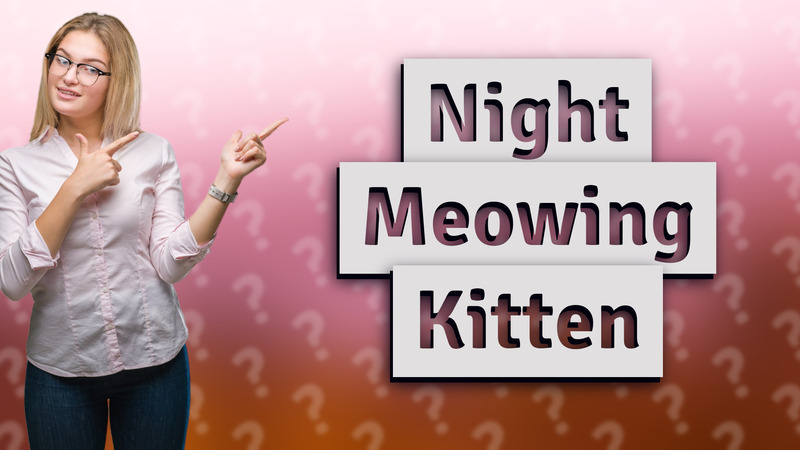Night Meowing Kitten