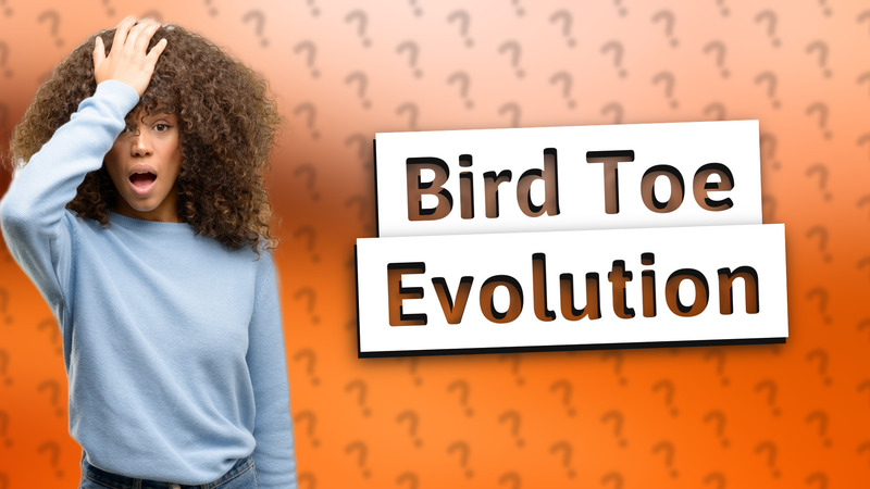 Bird Toe Evolution