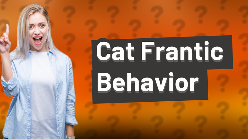Cat Frantic Behavior