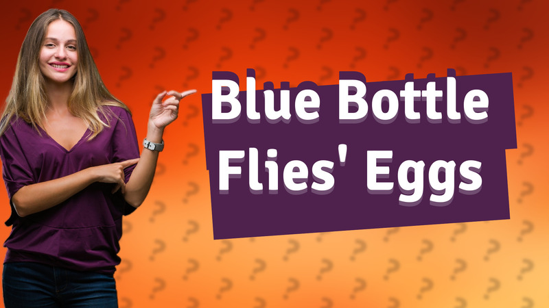 Blue Bottle Flies' Eggs