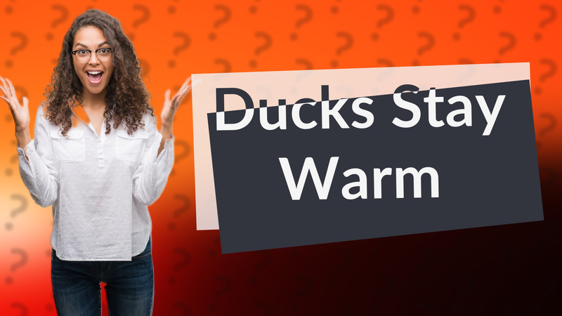 Ducks Stay Warm
