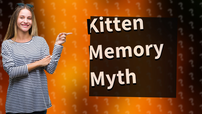 Kitten Memory Myth