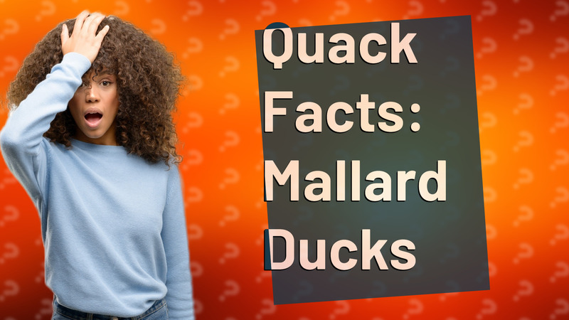 Quack Facts: Mallard Ducks