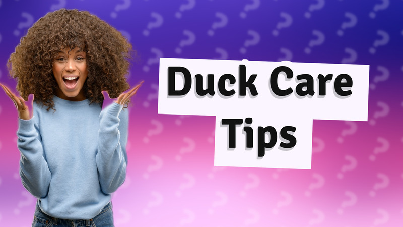 Duck Care Tips