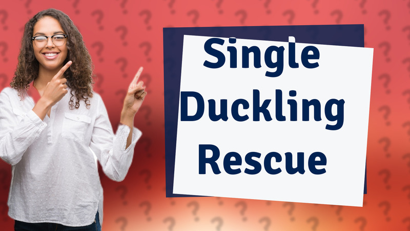 Single Duckling Rescue