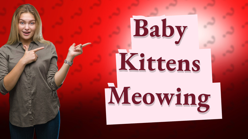 Baby Kittens Meowing