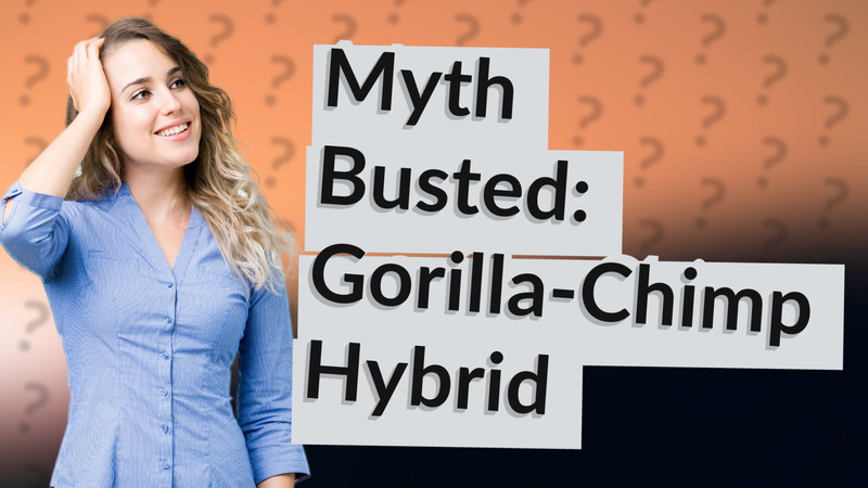 Myth Busted: Gorilla-Chimp Hybrid