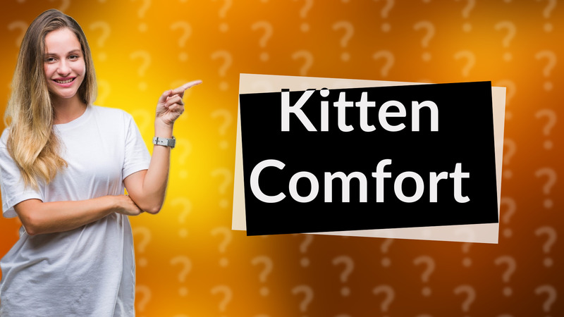 Kitten Comfort