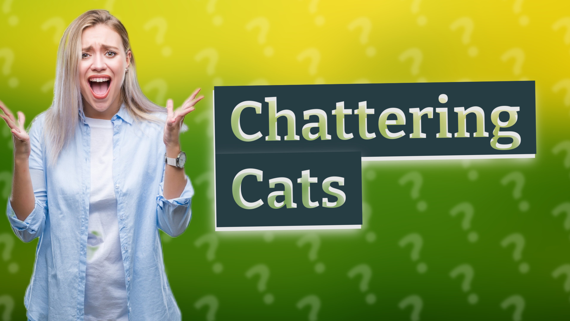 Chattering Cats