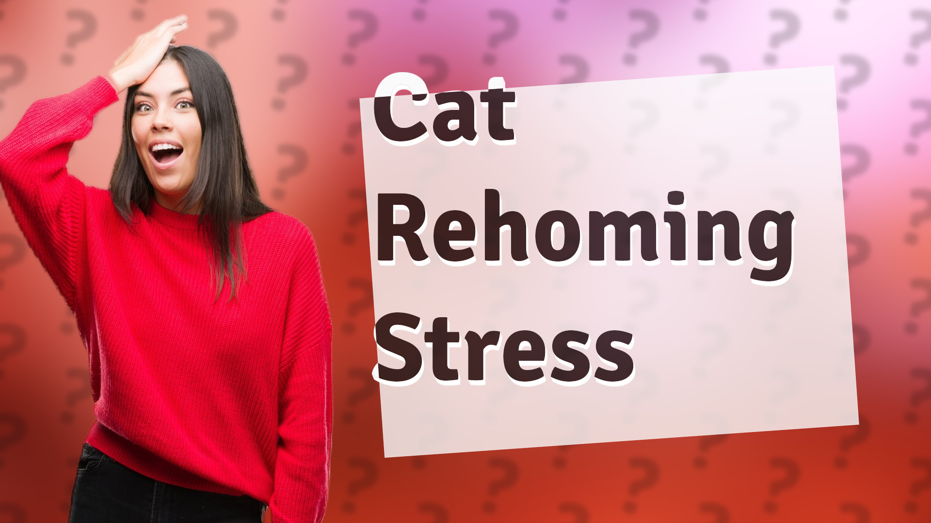 Cat Rehoming Stress