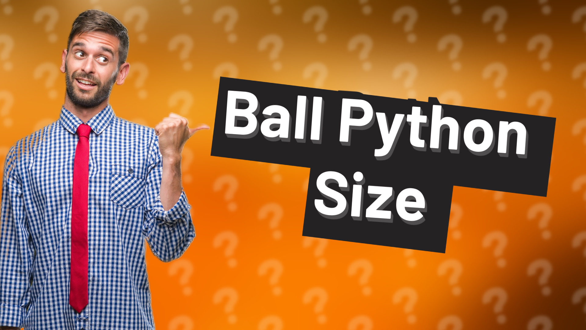 Ball Python Size